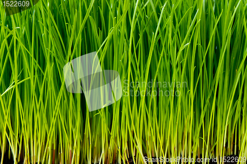 Image of green grass