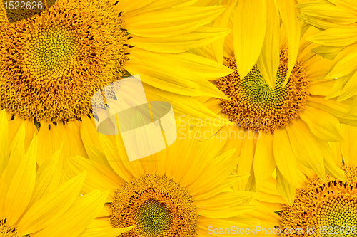 Image of background made of beautiful sunflowers