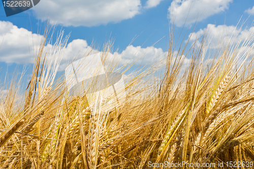 Image of agriculture landscape