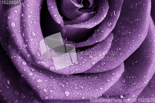 Image of violet rose