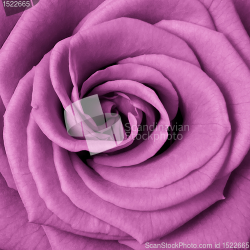 Image of pink rose