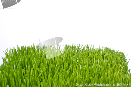 Image of green grass