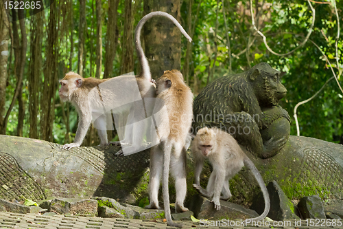 Image of Monkey (Macaca fascicularis)