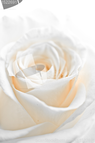 Image of white rose petals