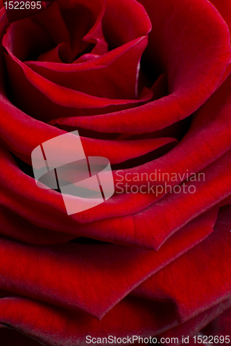 Image of red rose