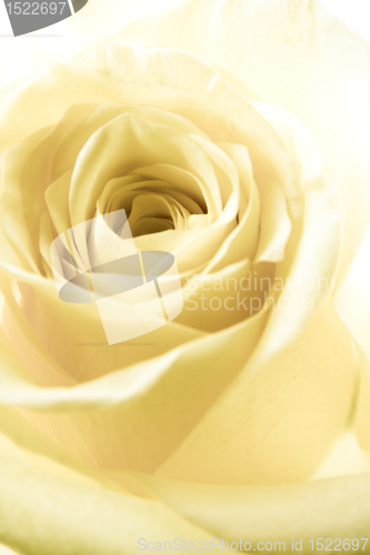 Image of white rose petals