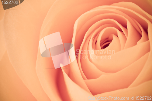 Image of orange rose macro