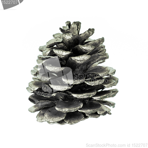 Image of pine cone