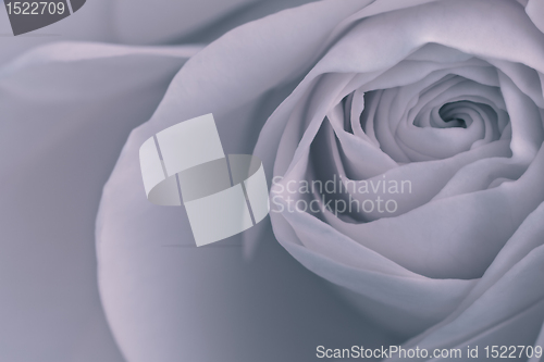 Image of rose macro