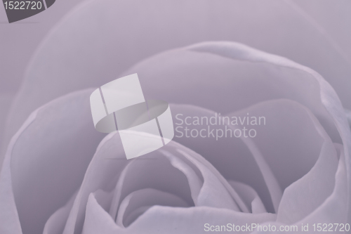 Image of rose macro