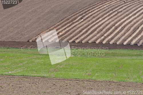 Image of potatoe field