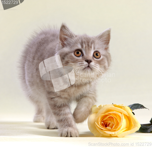 Image of kitten and yellow rose