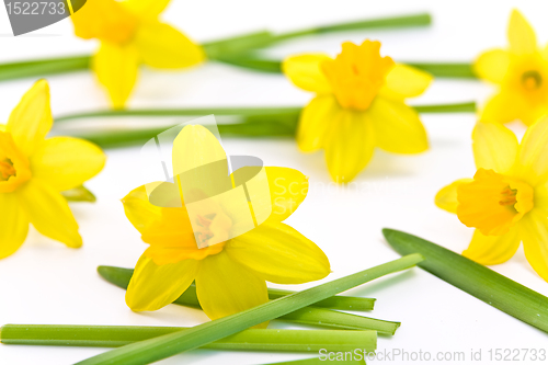Image of daffodils background