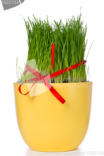 Image of easter grass