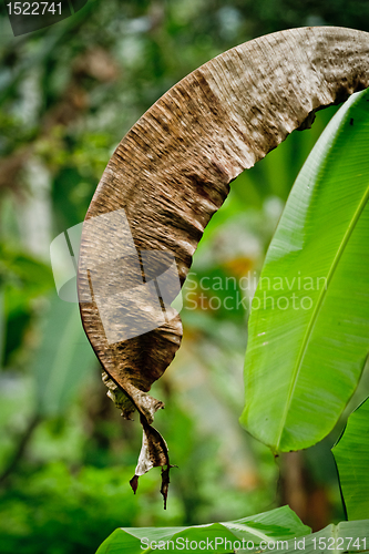 Image of banana plant