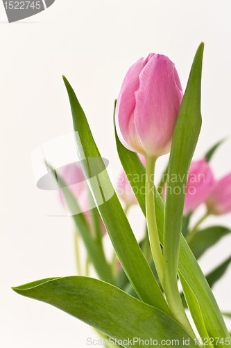 Image of pink tulips