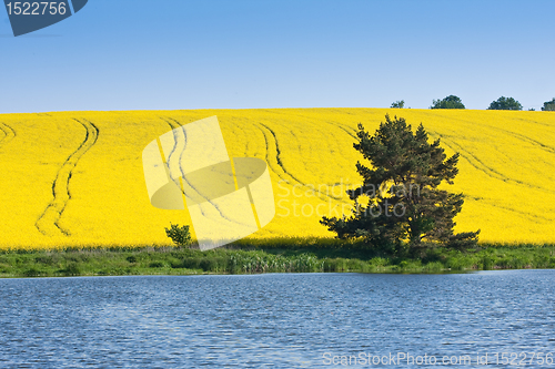 Image of rape field