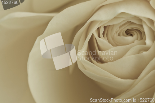 Image of white rose macro