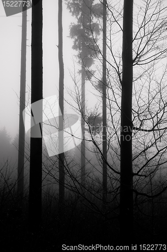 Image of misty forest