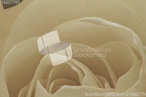 Image of white rose macro