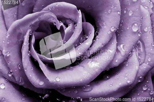 Image of violet rose