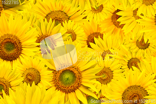 Image of sunflower background