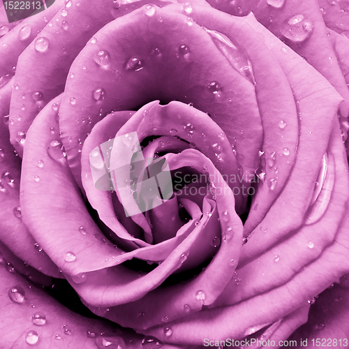 Image of pink rose