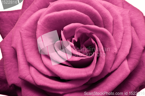 Image of pink rose