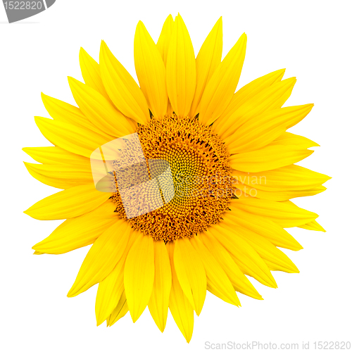 Image of sunflower