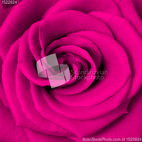 Image of pink rose