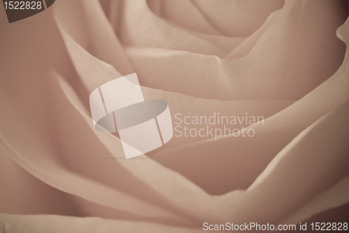 Image of rose macro