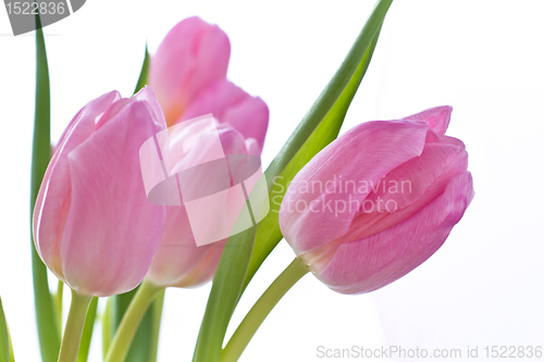 Image of pink tulips