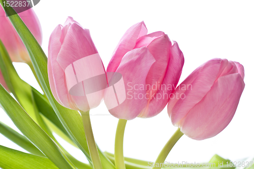 Image of pink tulips