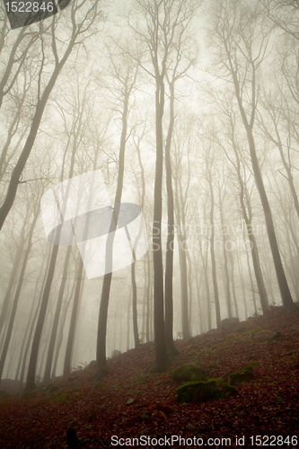 Image of misty forest