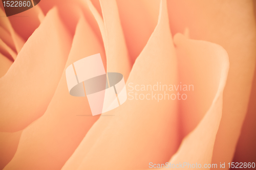 Image of orange rose macro