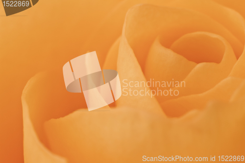 Image of orange rose macro
