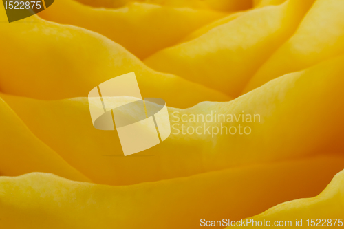 Image of yellow rose macro