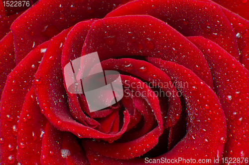 Image of red rose