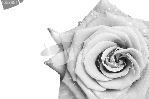 Image of white rose