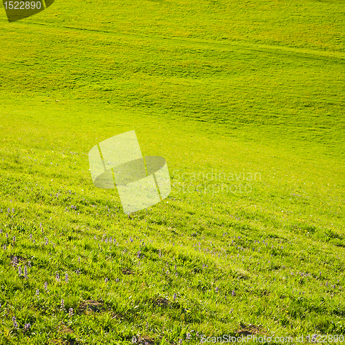 Image of green field