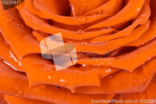 Image of orange rose