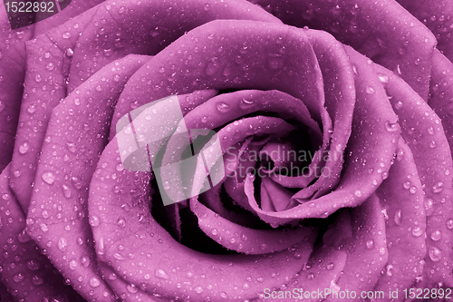 Image of pink rose