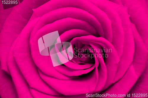 Image of pink rose