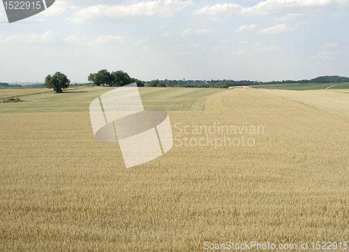 Image of rural pictorial agriculture scenery at summer time