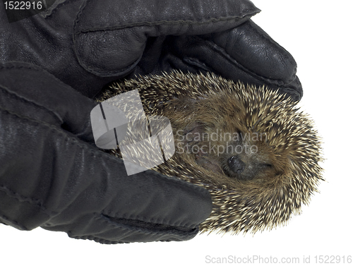 Image of holding a hedgehog