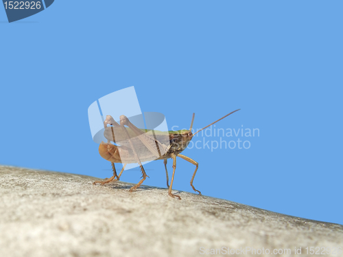 Image of grasshopper in blue sky