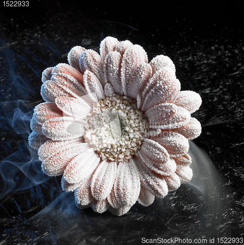 Image of iced gerbera flower