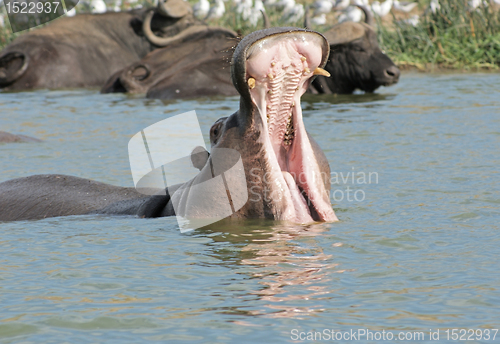 Image of Hippo with open mouth