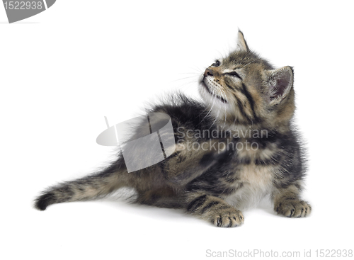 Image of scraping cute kitten