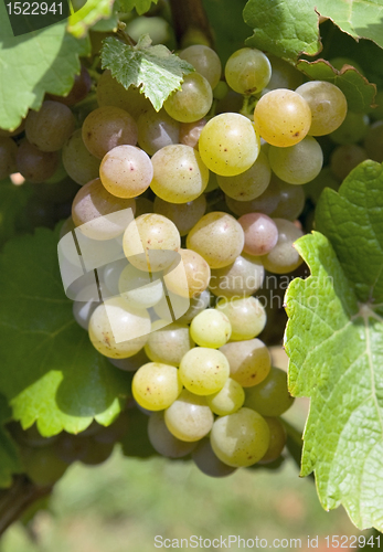 Image of bunch of grapes